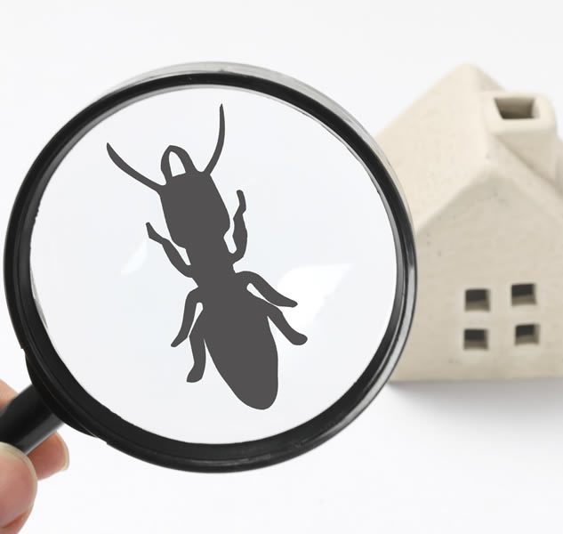 Schedule a Pest Inspection pest inspection