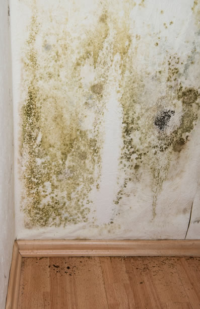 Mold Damage Inside Walls Mold in Walls