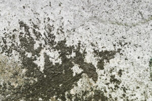 black mold water stains